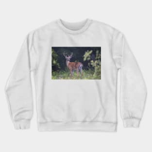 White-tailed buck Crewneck Sweatshirt